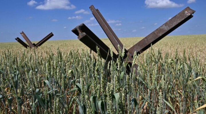 De Campos de Trigo a Campos Minados